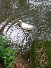 Anas platyrhynchos domesticus