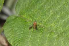 Chrysopilus ferruginosus