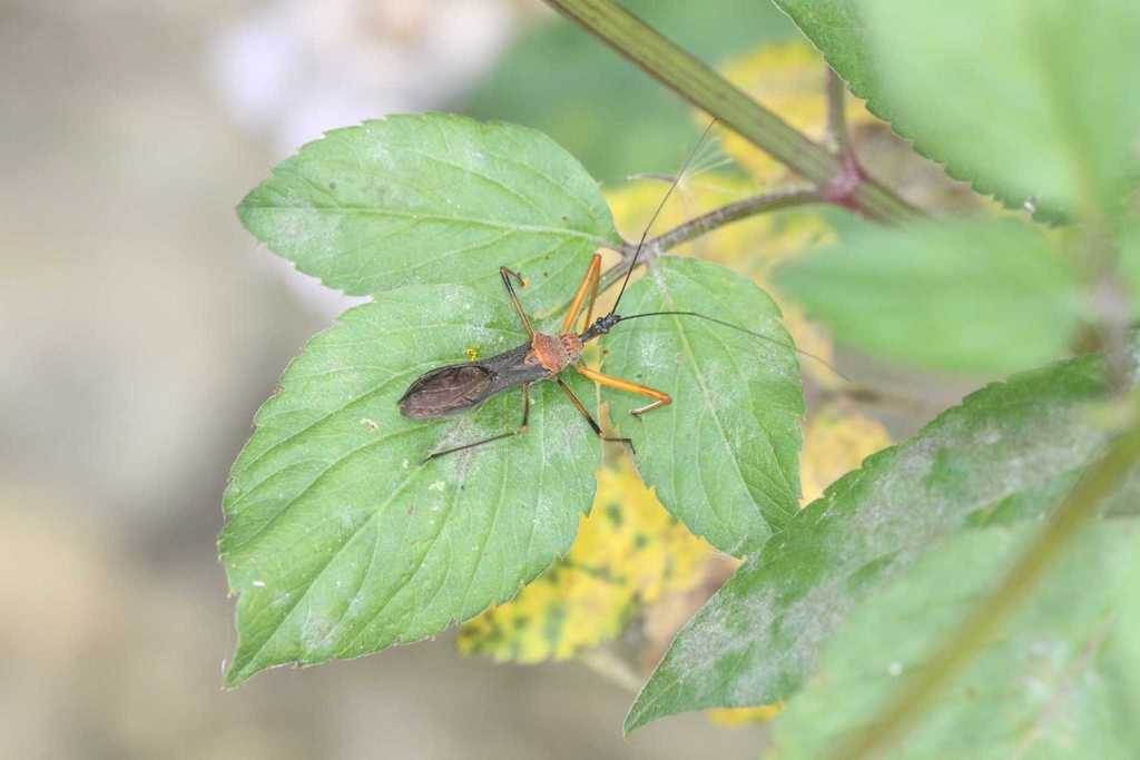 Endochus cingalensis