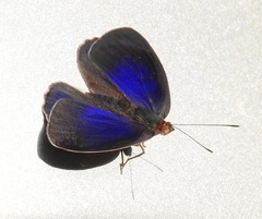 Eunica orphise
