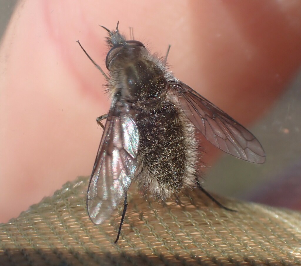 Conophorus griseus