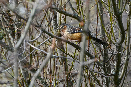 Giant Laughingthrush (Ianthocincla maxima), photo 5