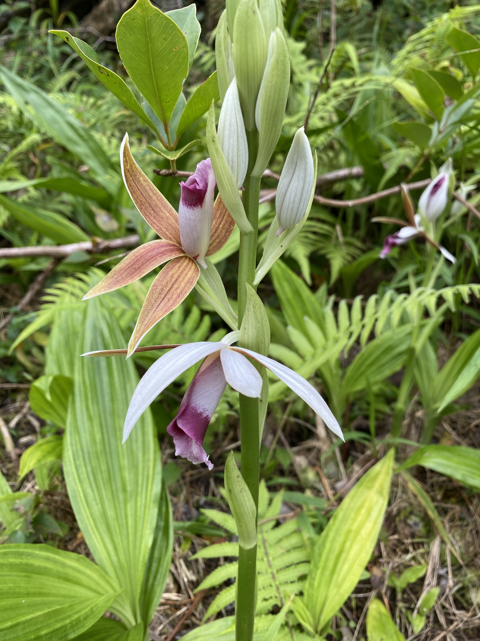 Imagem de Orquídea-tanque
