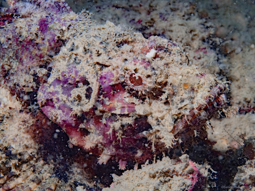 Yellowfin scorpionfish (Scorpaenopsis neglecta) — Scorpaenidae