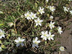 Spergularia macrotheca longistyla