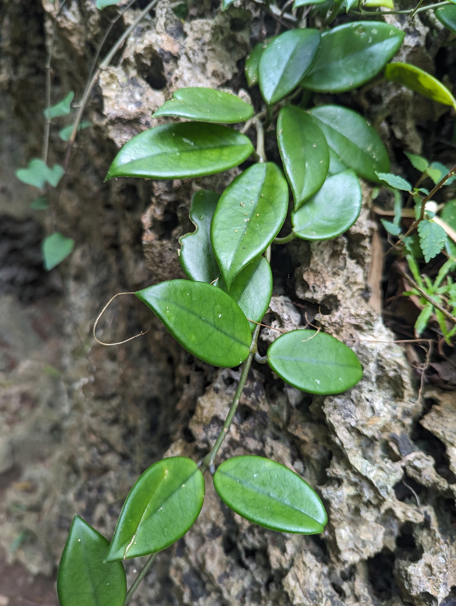 Imagem de Flor-de-cera