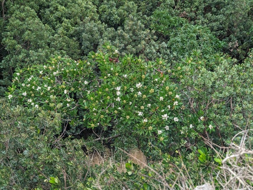 Eriobotrya deflexa (Eriobotrya deflexa)