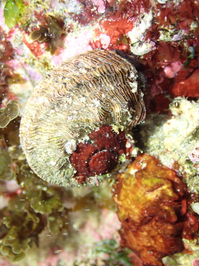 Rough turban shell from Low Reef, New South Wales, Australia on January ...