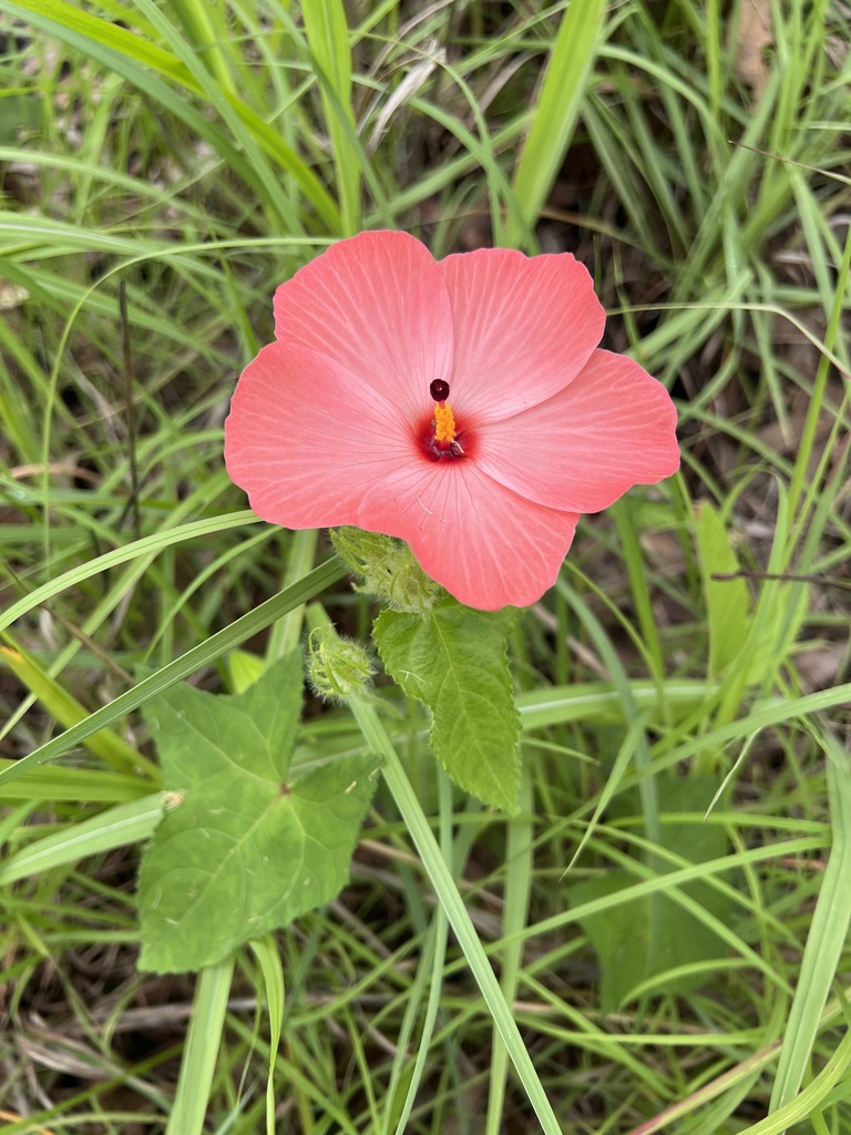 Okras from KutiniPayamu (Iron Range) National Park (CYPAL), Iron Range, QLD, AU on January 23