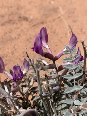 Astragalus amphioxys