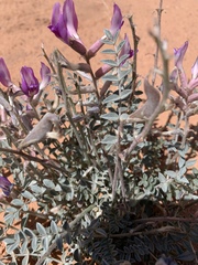 Astragalus amphioxys