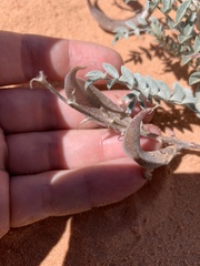 Astragalus amphioxys