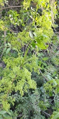 Fraxinus dipetala