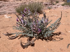 Astragalus amphioxys