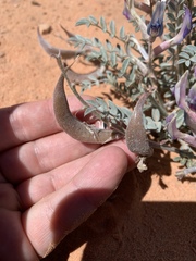 Astragalus amphioxys