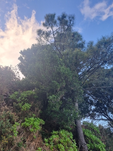 Image of Visnea mocanera by (c) Vítor Jorge, some rights reserved (CC BY)