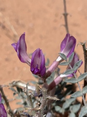 Astragalus amphioxys