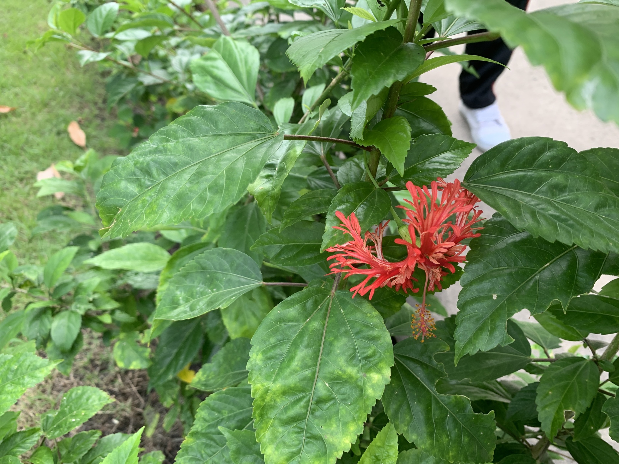 Imagem de Hibisco-aranha