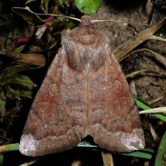 Orthosia rubescens