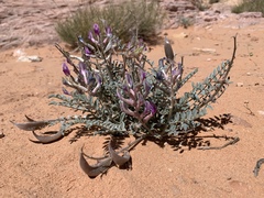 Astragalus amphioxys