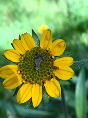 Helianthella