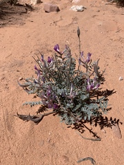 Astragalus amphioxys