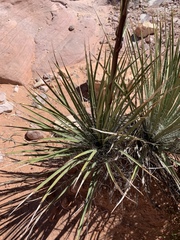 Yucca utahensis