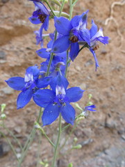 Delphinium scaposum