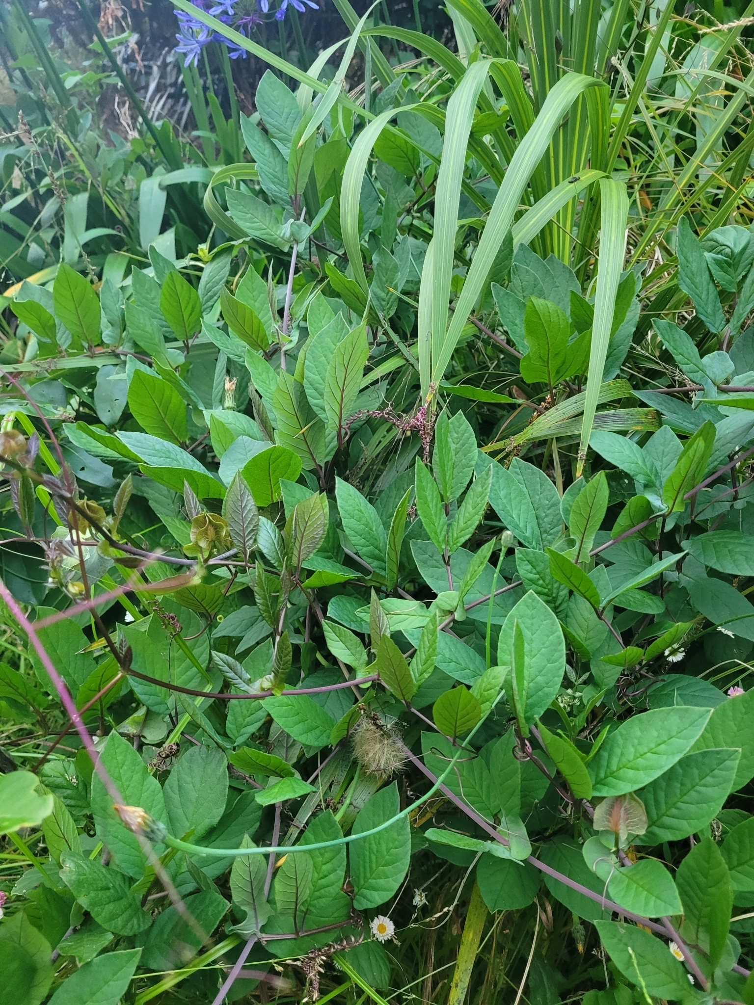 Imagem de Sino-de-jardim