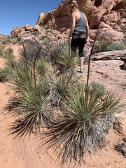 Yucca utahensis