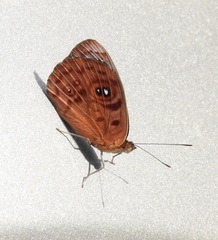 Eunica orphise