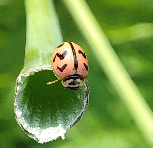 Six-spotted Zigzag Ladybird