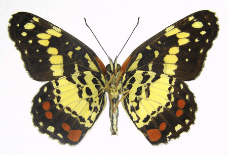 Eumeda Checkerspot