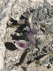 Astragalus phoenix