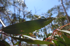 Eucalyptus pauciflora pauciflora