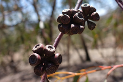 Eucalyptus pauciflora pauciflora