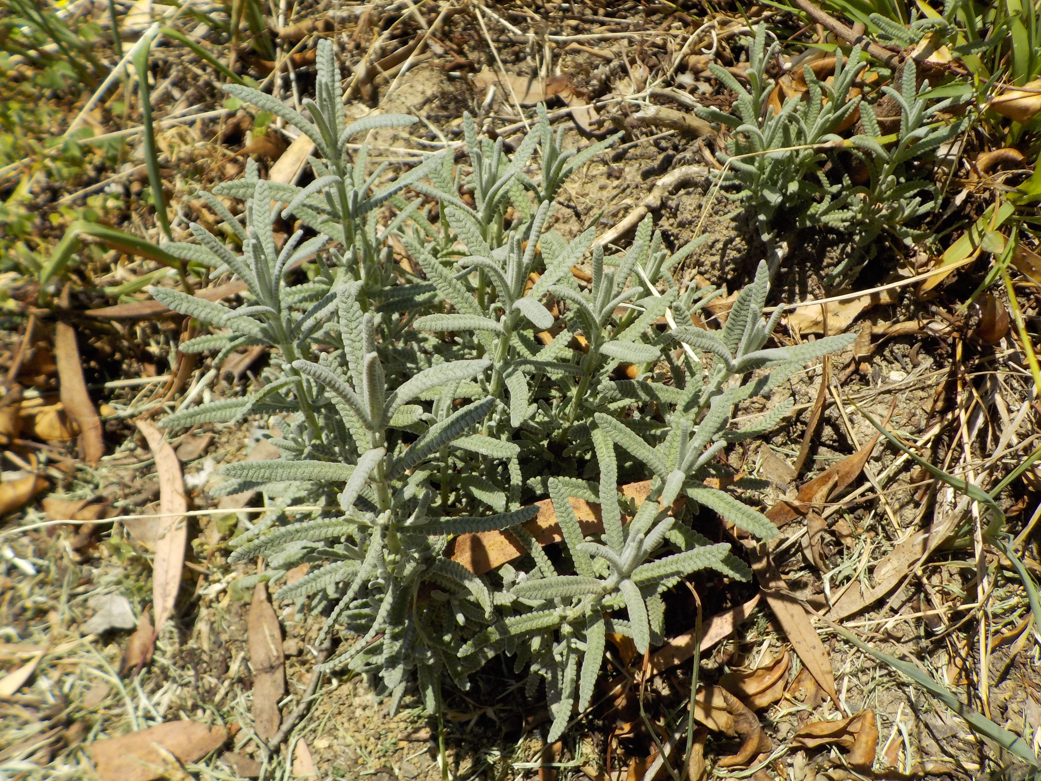 Imagem de Lavanda