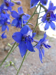 Delphinium scaposum