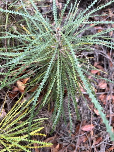 Banksia biterax