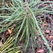 Banksia biterax - Photo (c) Karlene Bain, algunos derechos reservados (CC BY-NC), subido por Karlene Bain