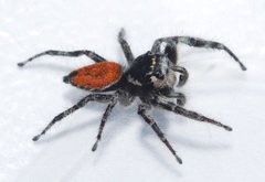 Phidippus phoenix