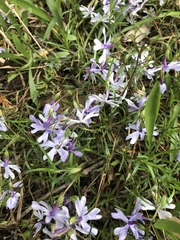 Phlox bifida