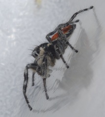Phidippus phoenix