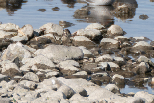 Siberian Pipit (Anthus japonicus), photo 10