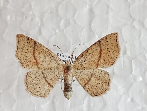 Piadica dubová (Cyclophora punctaria)