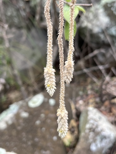Nototrichium sandwicense