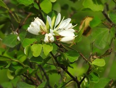 Bauhinia lunarioides