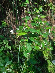 Rubus trianthus