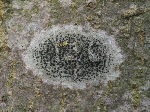 Lecidella elaeochroma (Ach.) M.Choisy