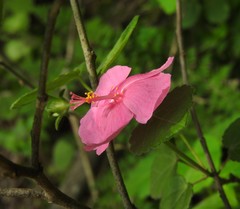 Pavonia lasiopetala